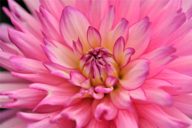 Dahlia XXL Variety Thumbnail Veracruz0.jpg